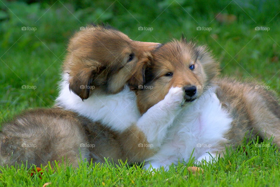 Two puppies playing and it looks like one of them whispers in the others ear