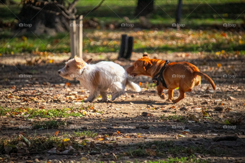 Dogs playing at the dog center