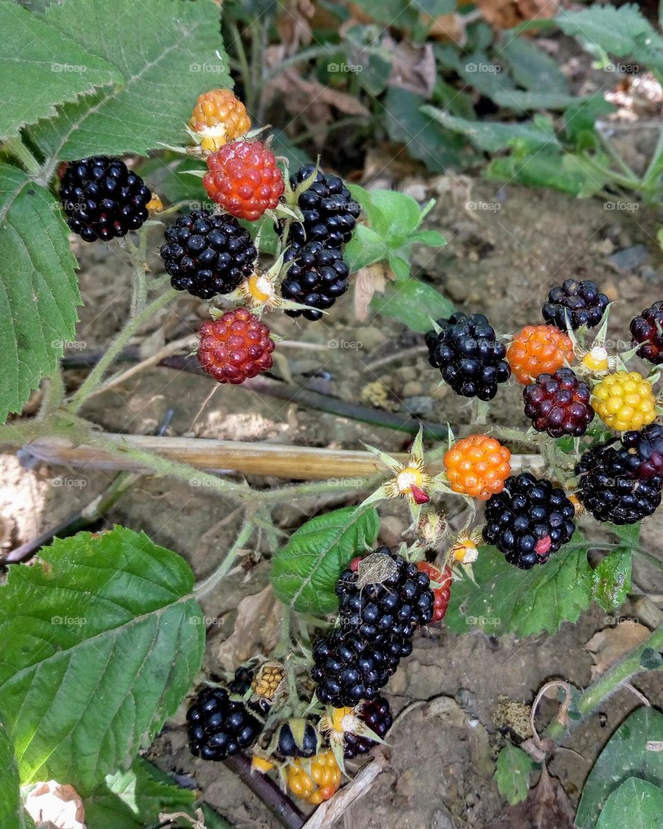 Shrubby Blackberry