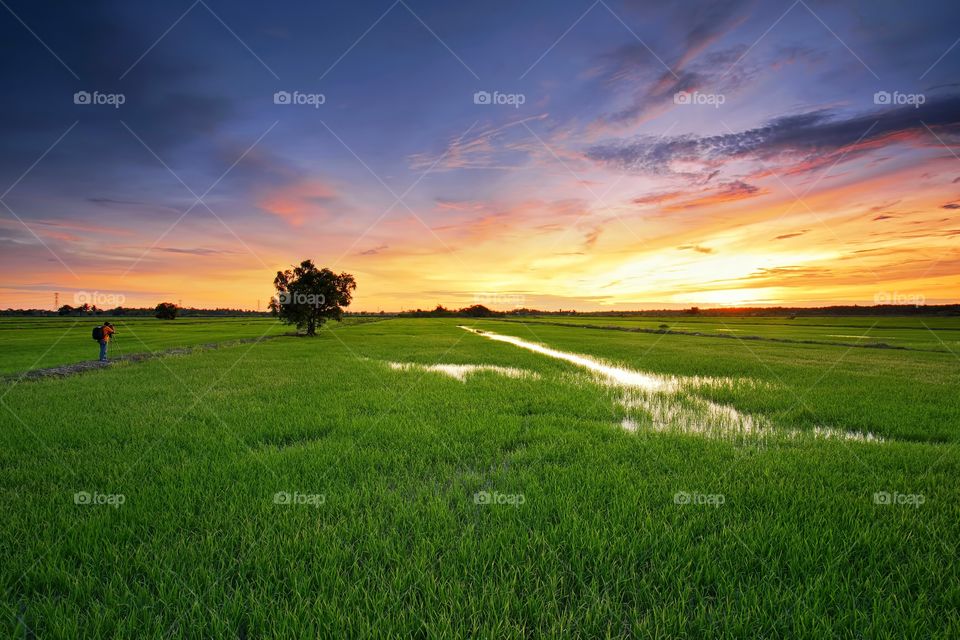 Sunset over the green paddy field