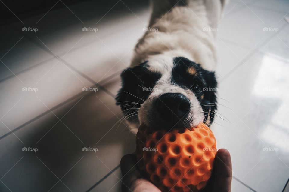 A dog and his toy