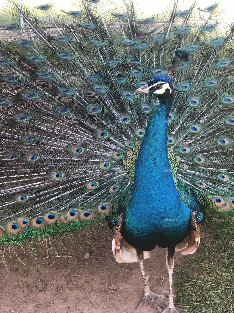 A vibrant and stunning close-up of a peacock displaying its magnificent, iridescent tail feathers. The intricate patterns and rich colors of the feathers make this bird a true symbol of beauty and elegance in nature.