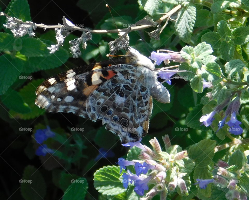 Beautiful Butterfly on a flower 21