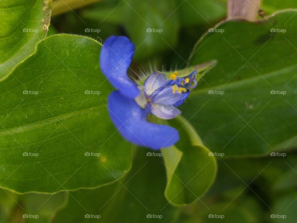 Gewor flowers or grass are weeds that are commonly found in rice fields and are also often used as vegetables or salad