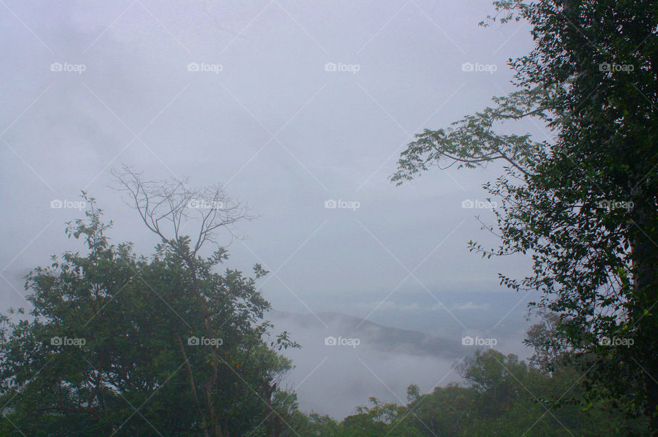 fog and tree