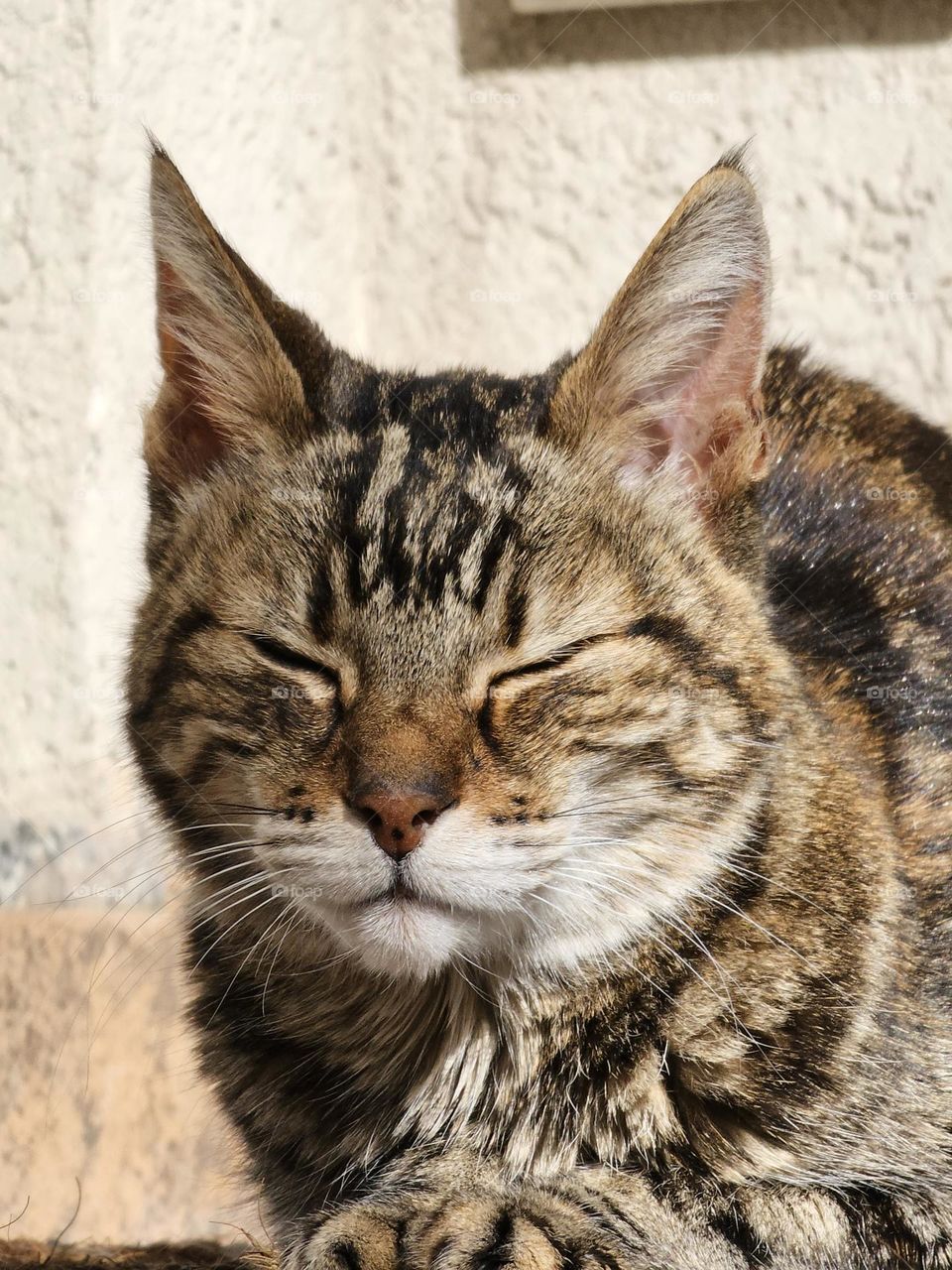 Cat enjoying the warm winter sun / Gato disfrutando sol de invierno