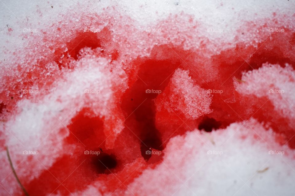Red color in the snow