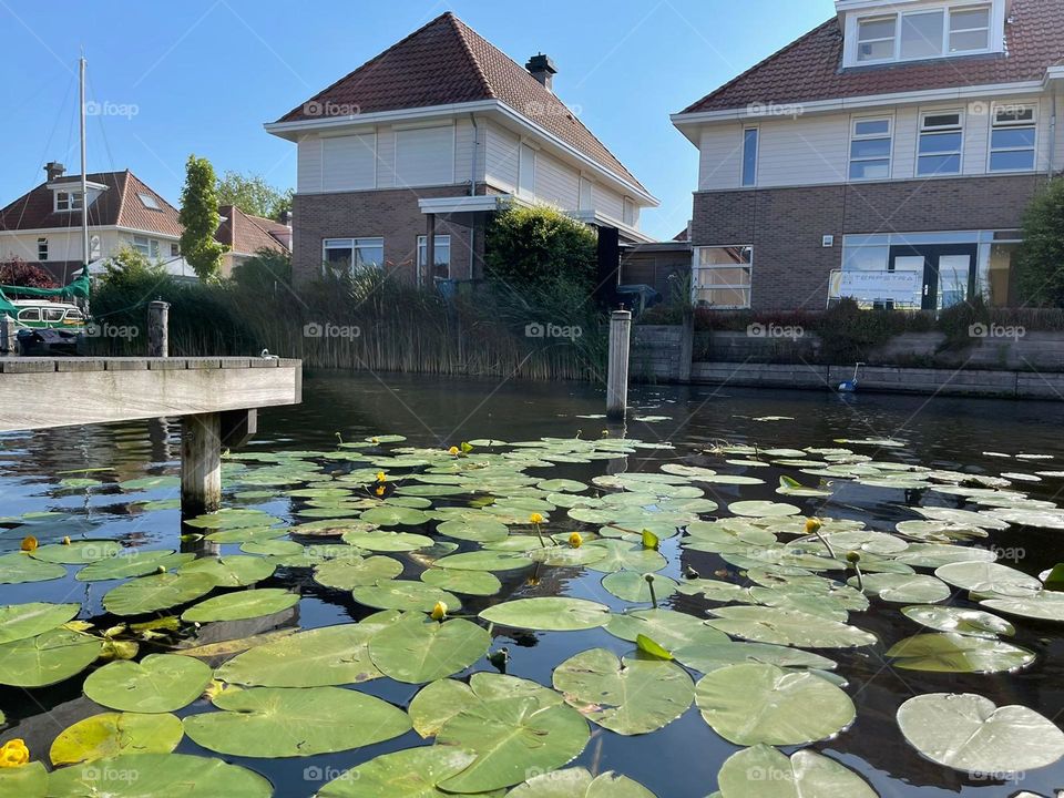 A lake with water lily leaves