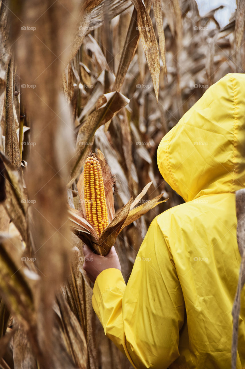 Woman in yellow raincoat in a cornfield holding corn 