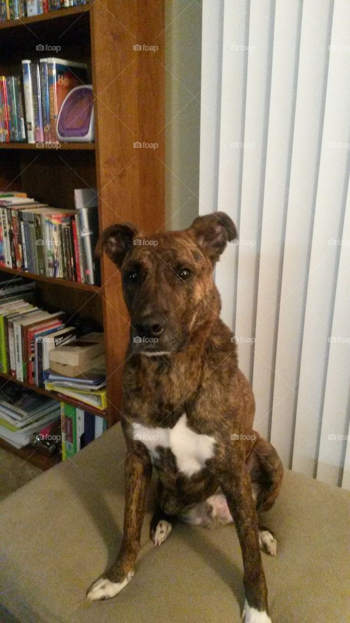 Reading is fundamental. When a brindle boxer mix sits by the bookcase with his big brown puppy dog eyes you do what he wants. You read to him.