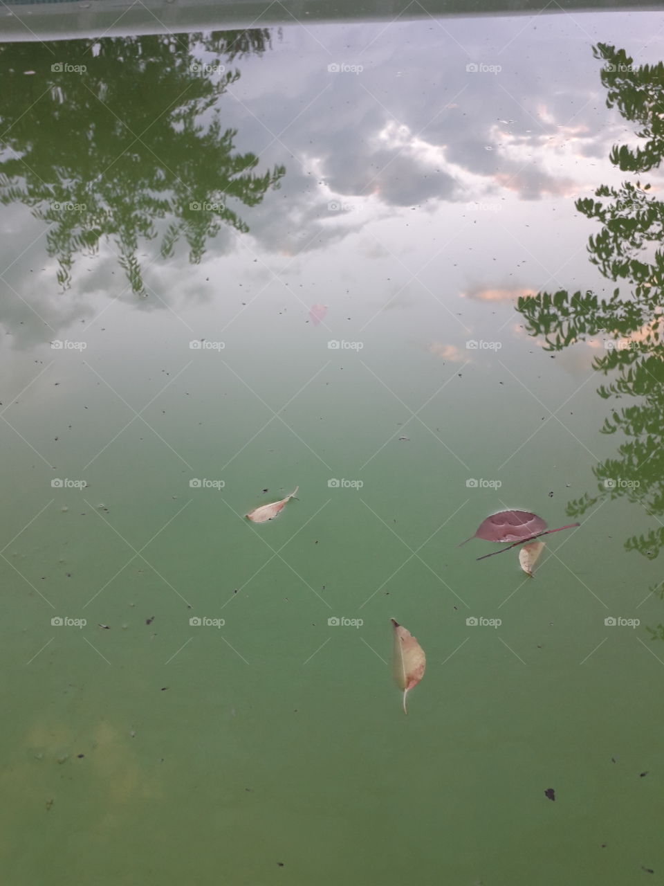 fallen leaves  and reflections of trees and sky in murky water