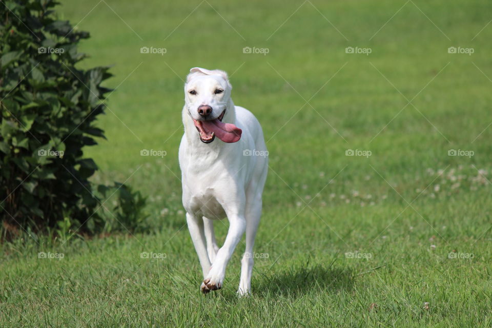 Elle, our adopted dog enjoying a beautiful summer day