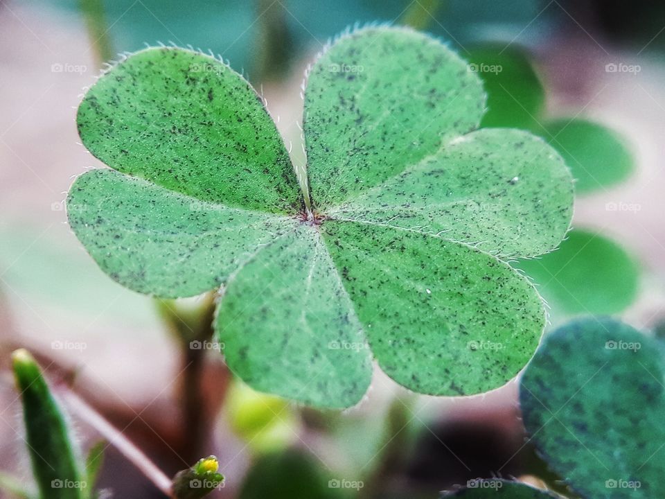 clover