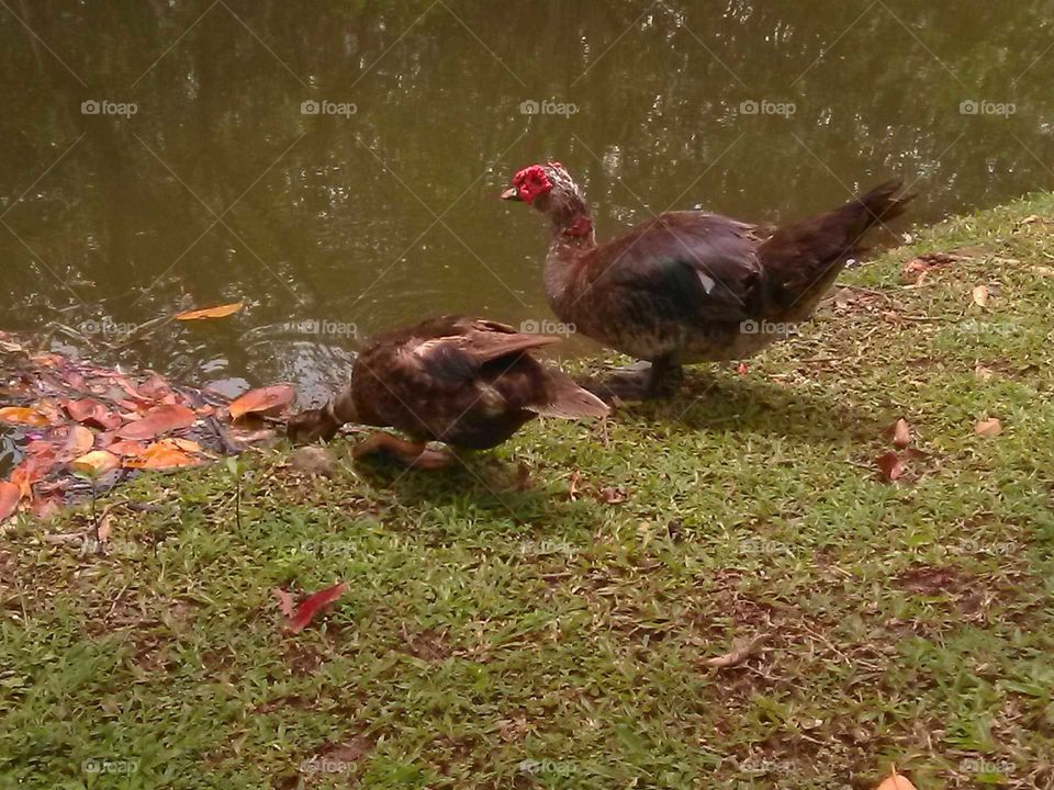 couples of duck's