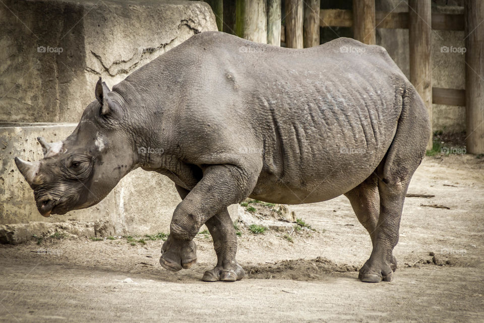 Close-up of white rhinoceros