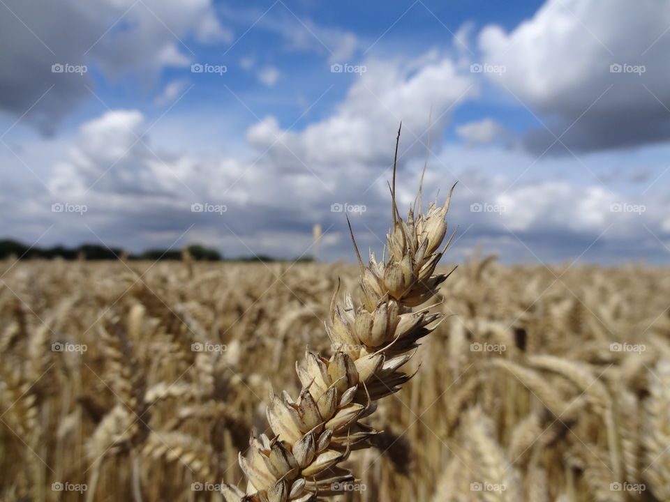 Wheat field 