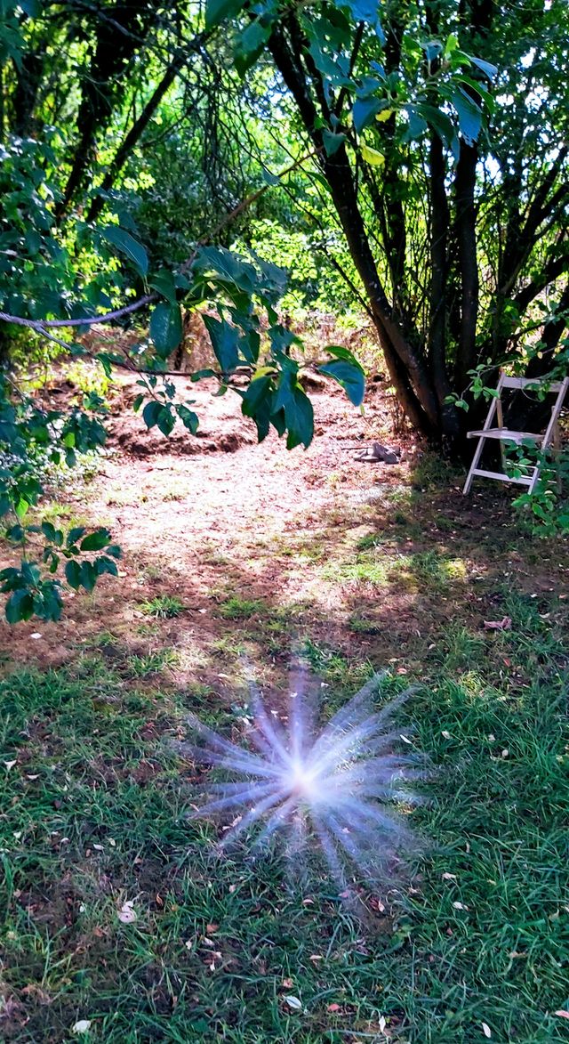My garden
