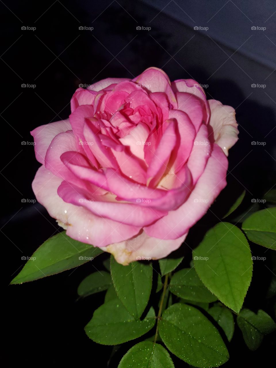 beautiful rose