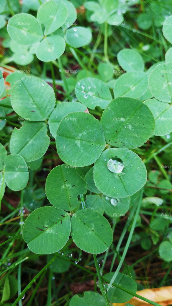 Leaf, Flora, Nature, Growth, Environment