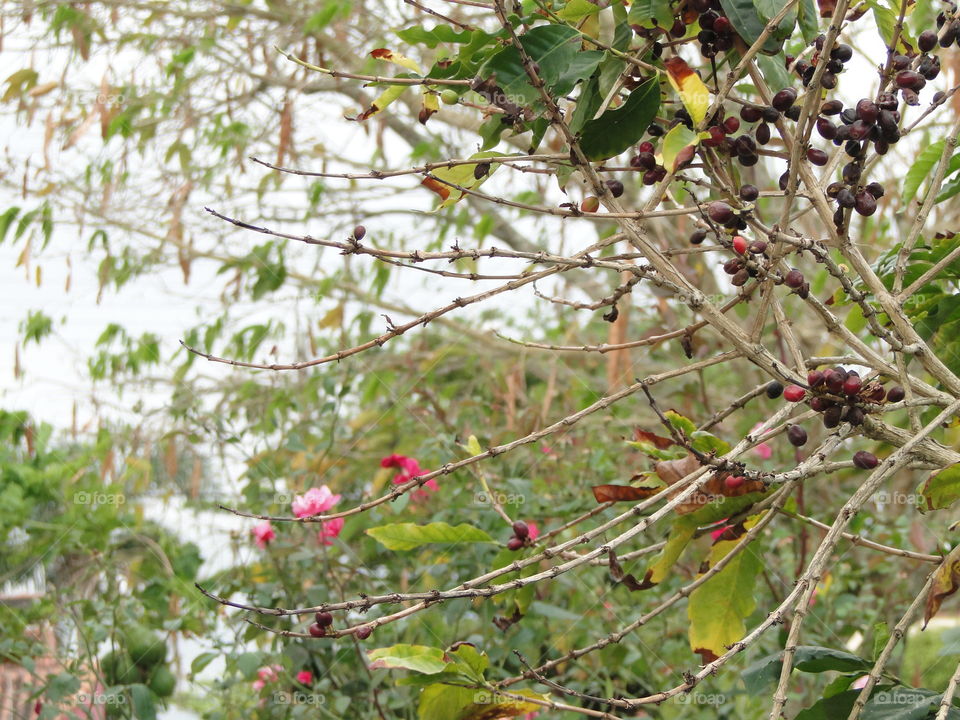 Tree, Nature, Branch, Leaf, Flora