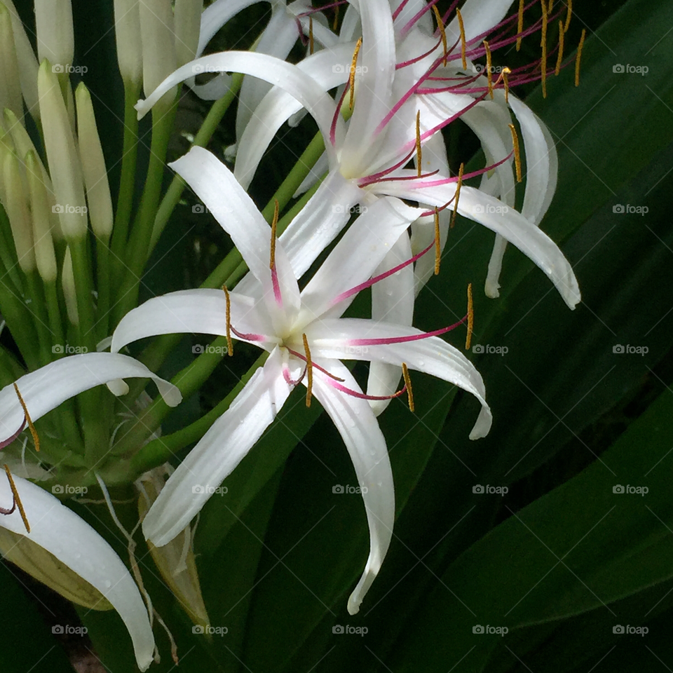 Closeup of a spider lily