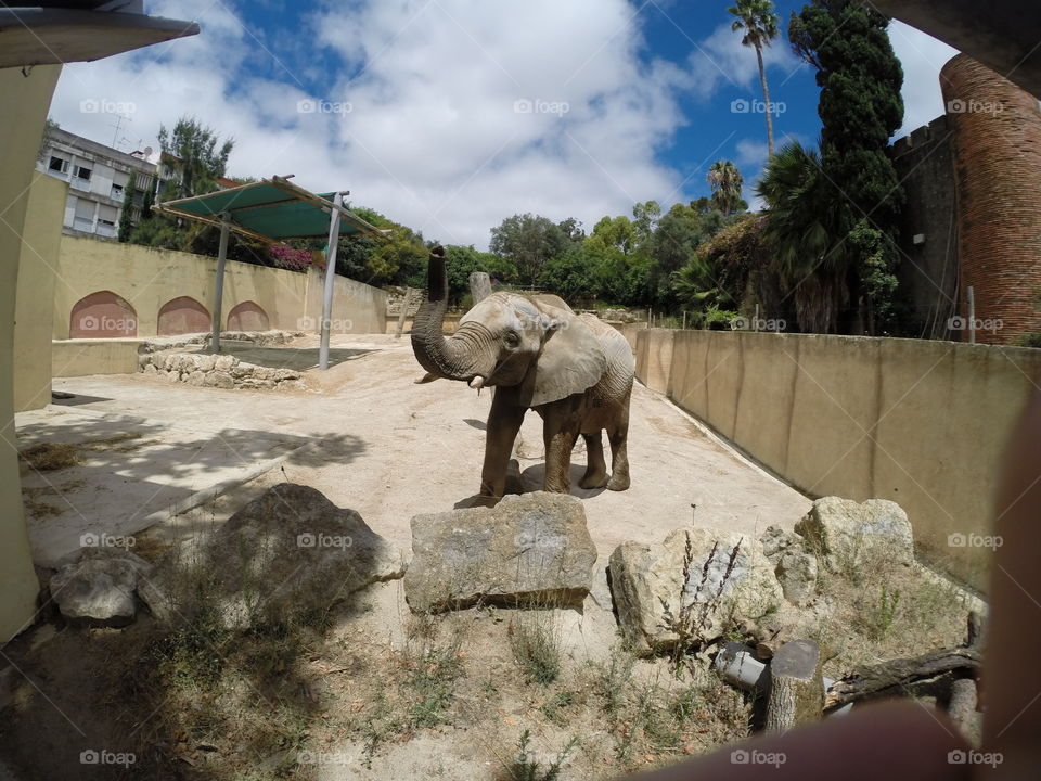 Elephant in the zoo