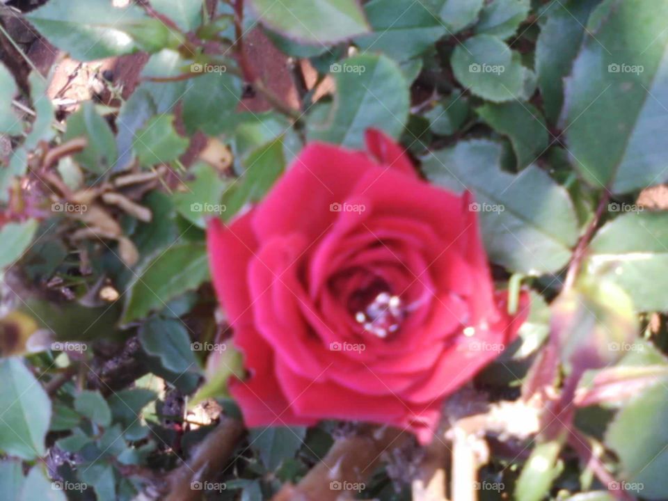 On Christmas morning I found the dew drop in the mini rose just in front of my parents house in Doornbaai on the west coast of South Africa.