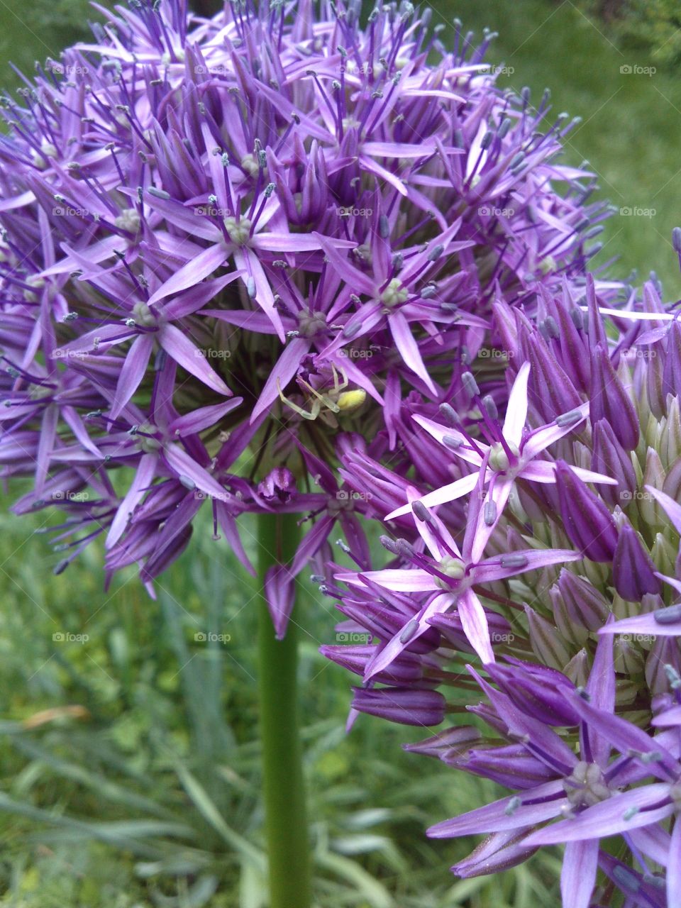 Allium. home of a spider