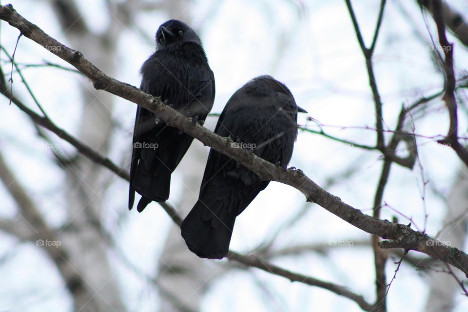 Black birds