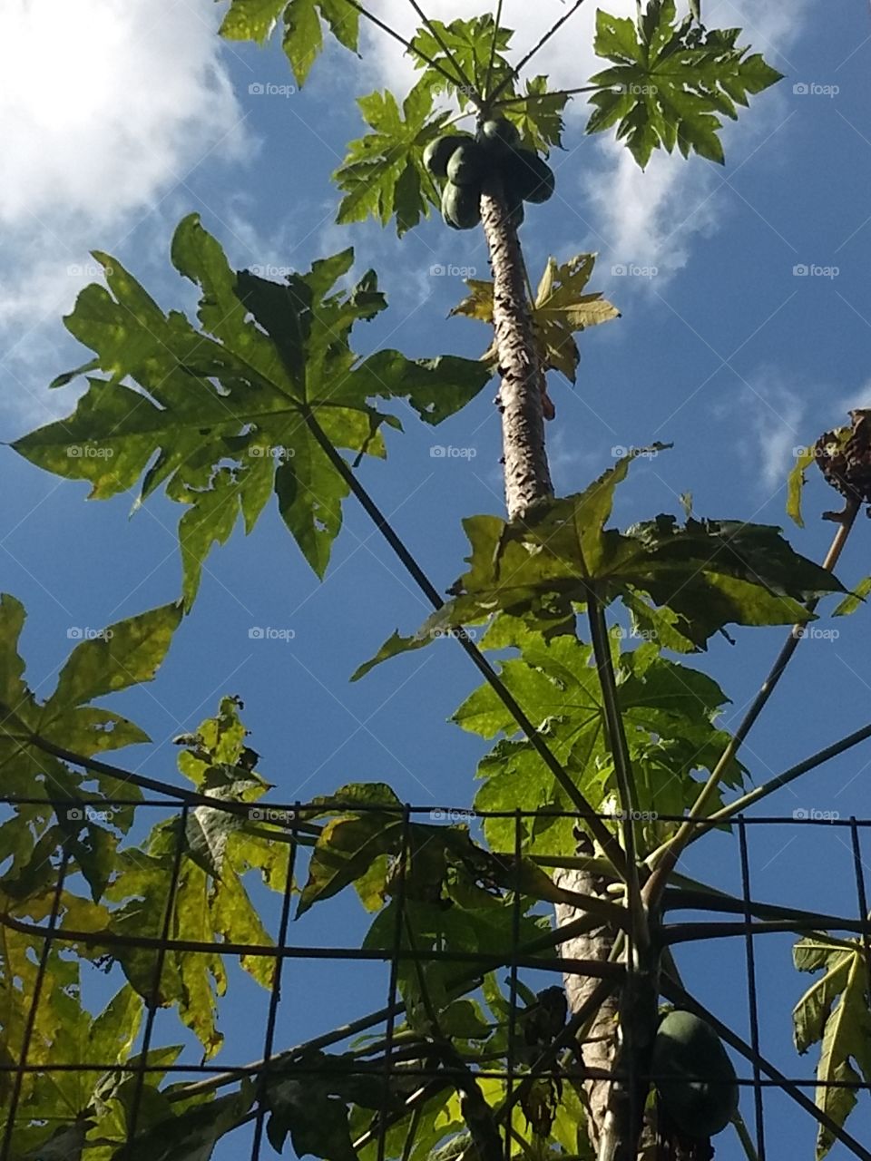 Papaya tree