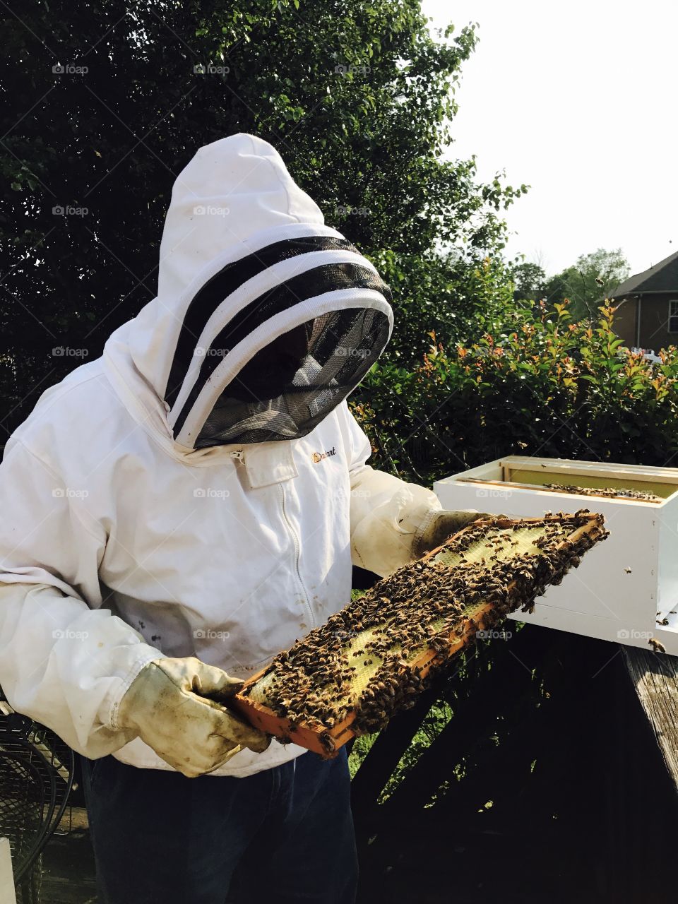 Beekeeper's work