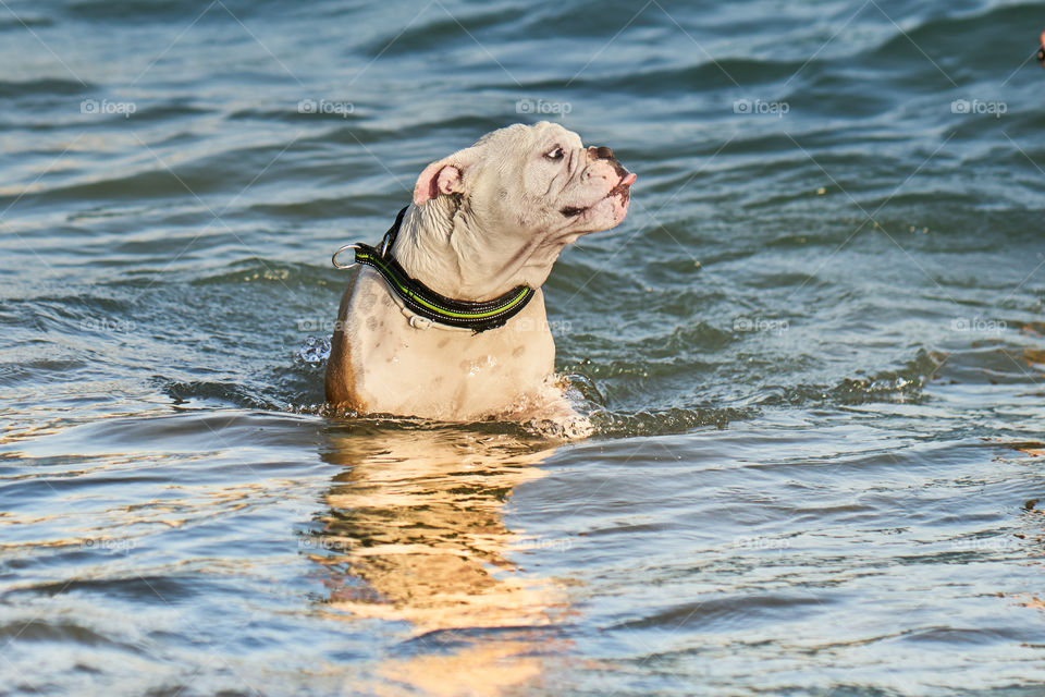 Bulldog bañandose en el mar