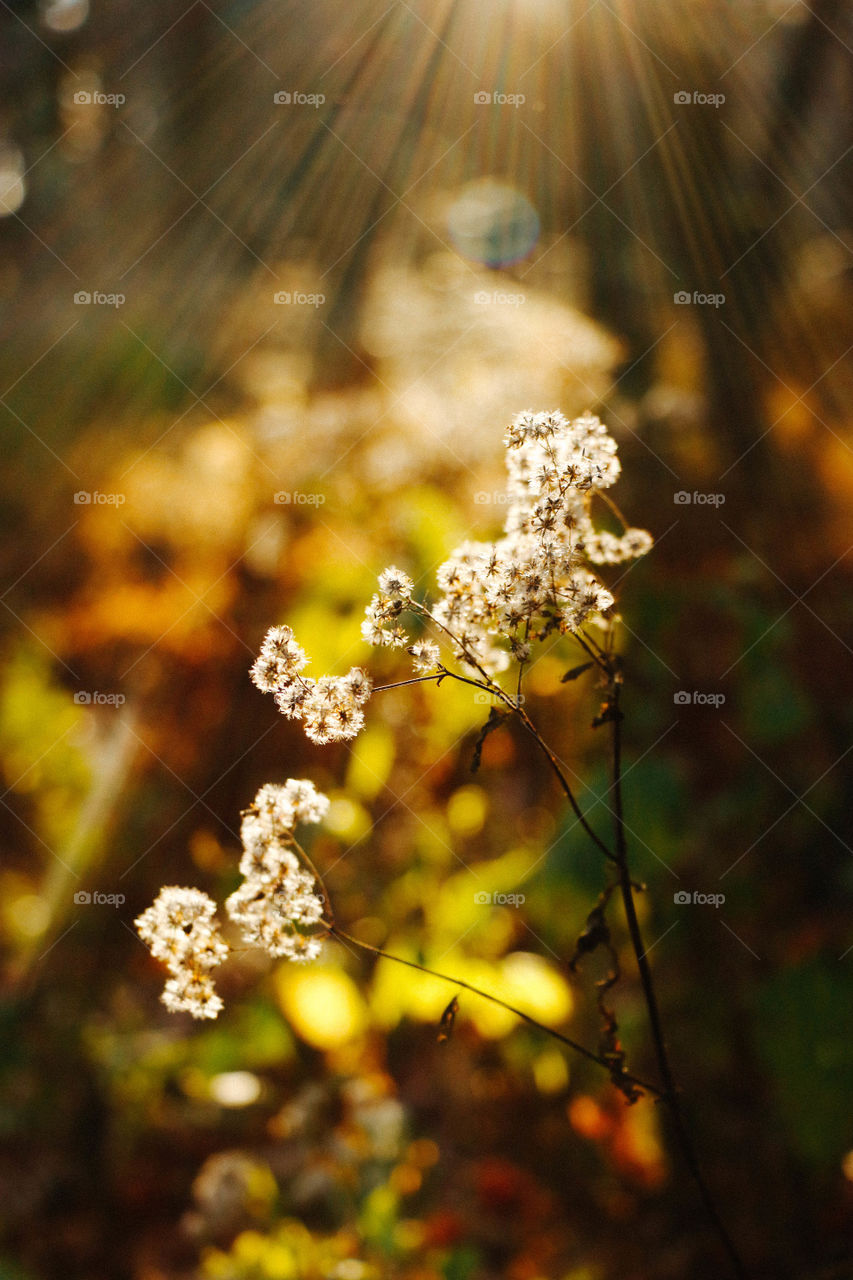 Close-up of wildflowers