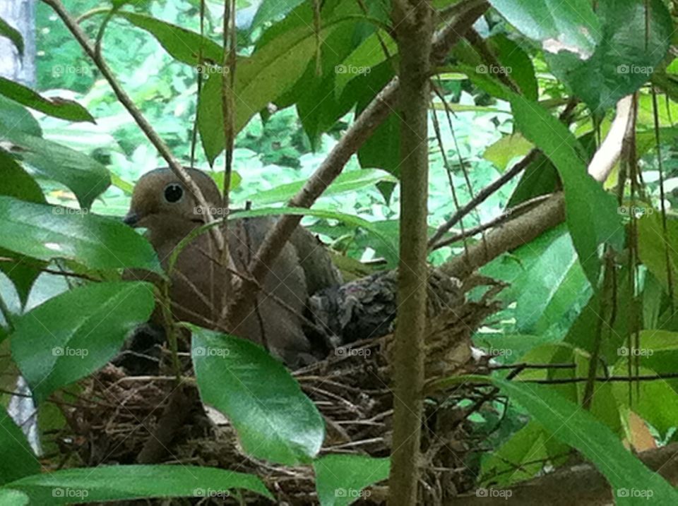 Mourning dove nesting in a red tip. 