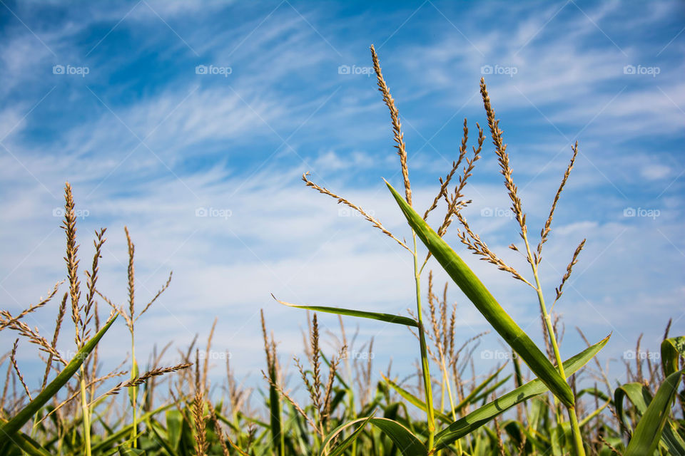 corn field