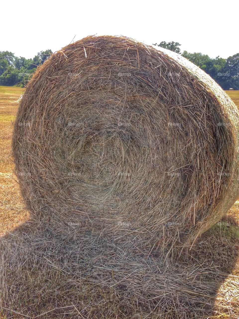 Hay!. Round bale of hay