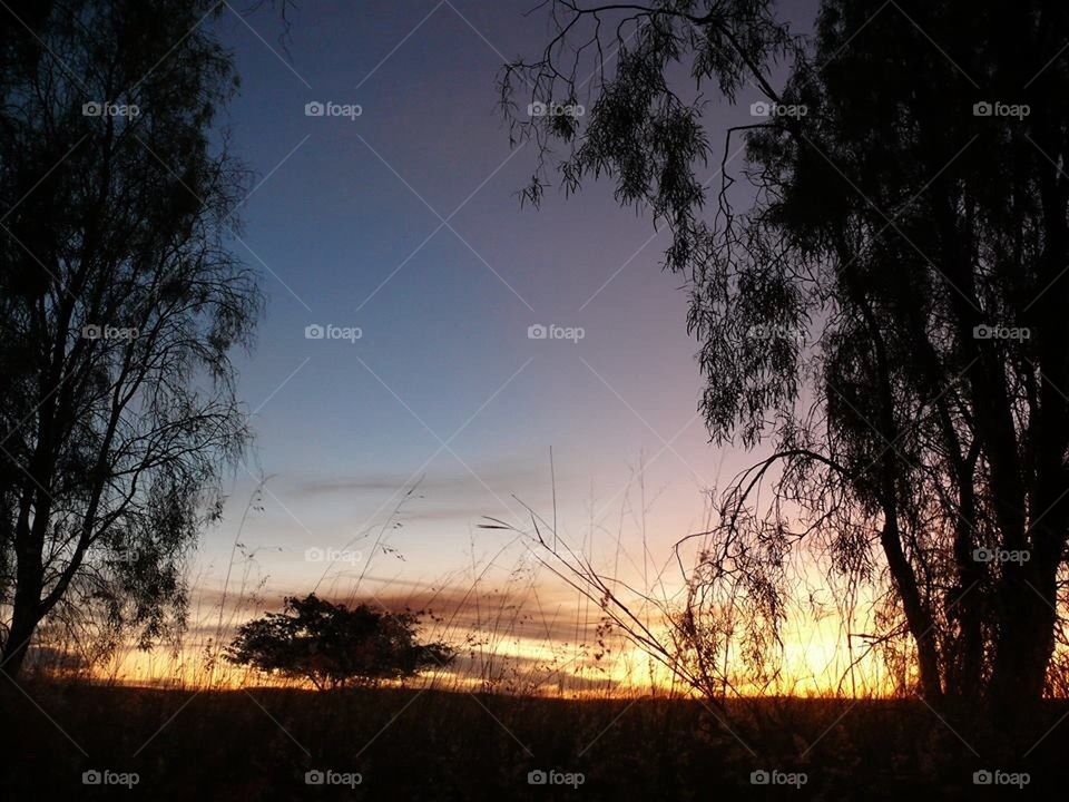 Sunset through the Trees