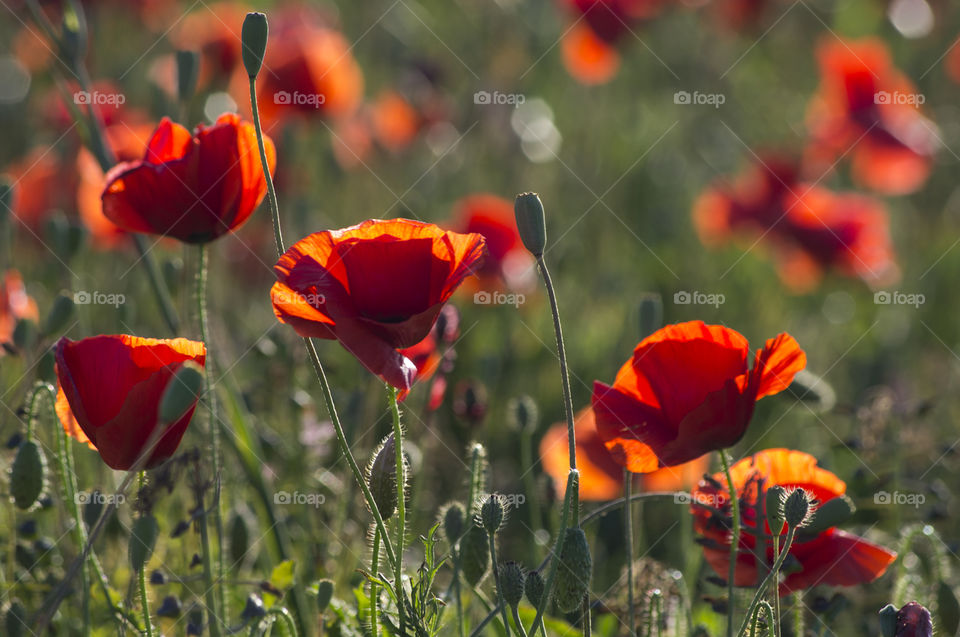wild red poppies backlit by the sun