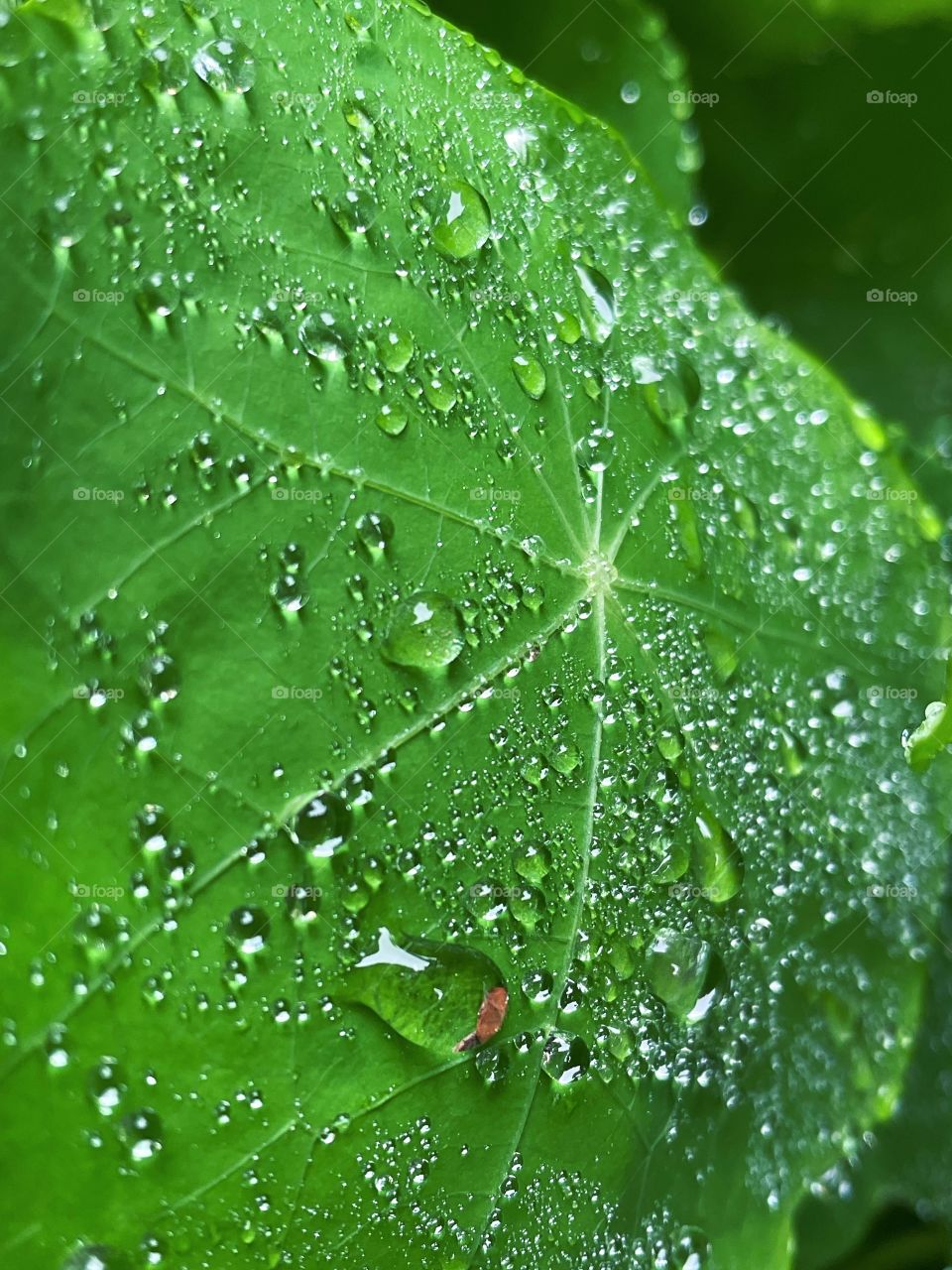 leaf rainfall green raindrops waterdrops droplets wet water rain drop outside nature outdoors elements dew dewdrops plant plants leafs Grass splashes phone photography