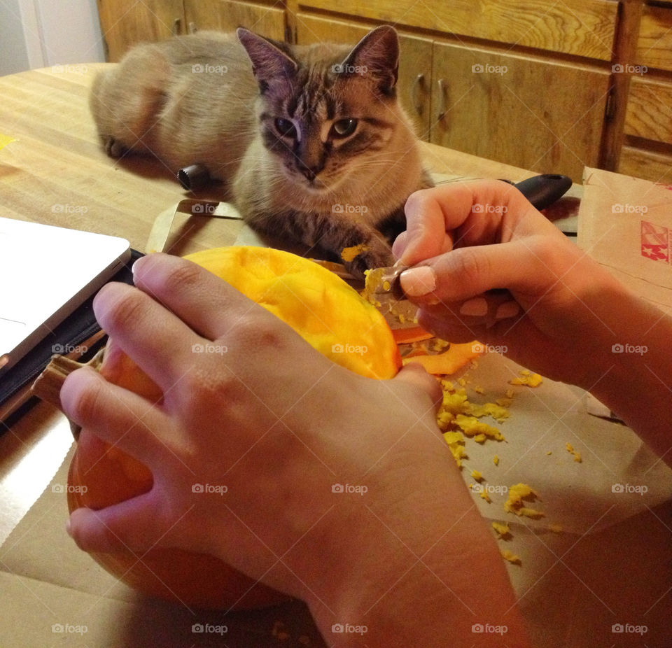 hands cat art mammals by analia