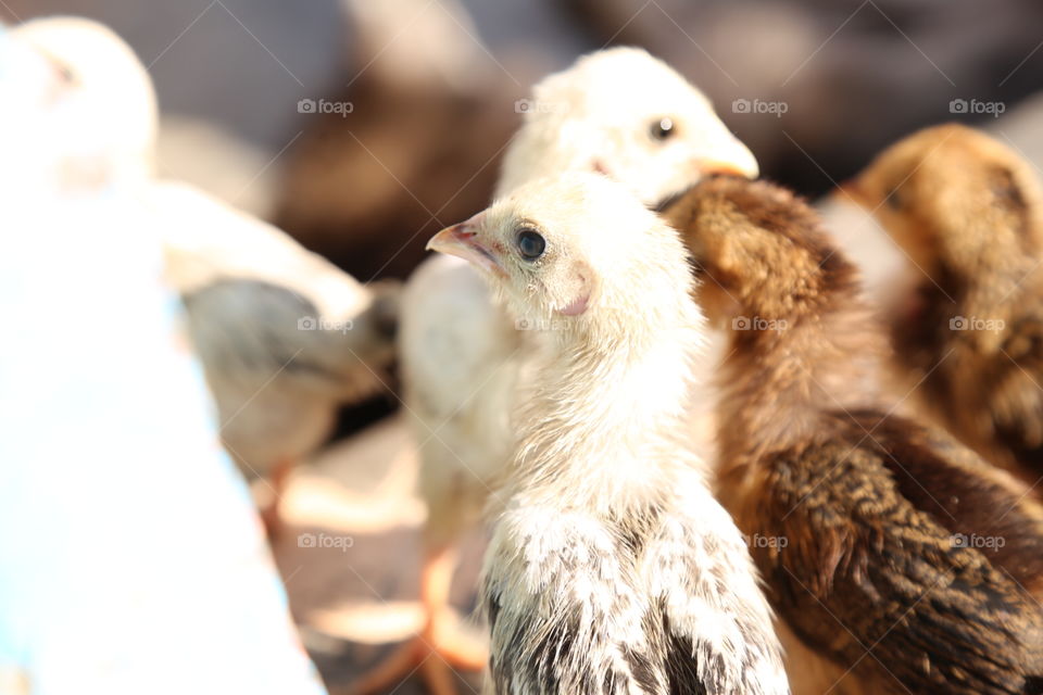 Nature, No Person, Poultry, Animal, Bird