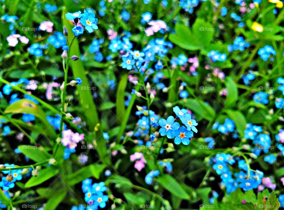 Flowers,blue flowers