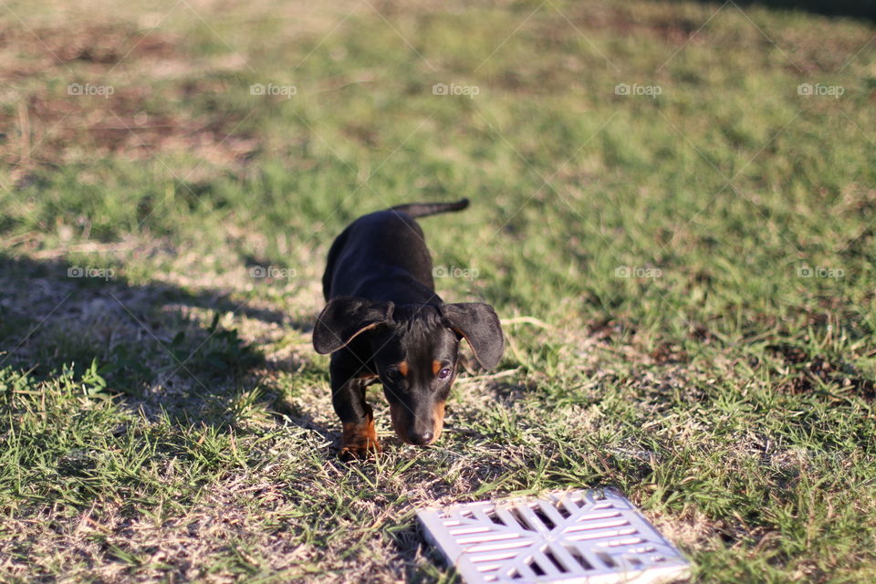 puppy daschund