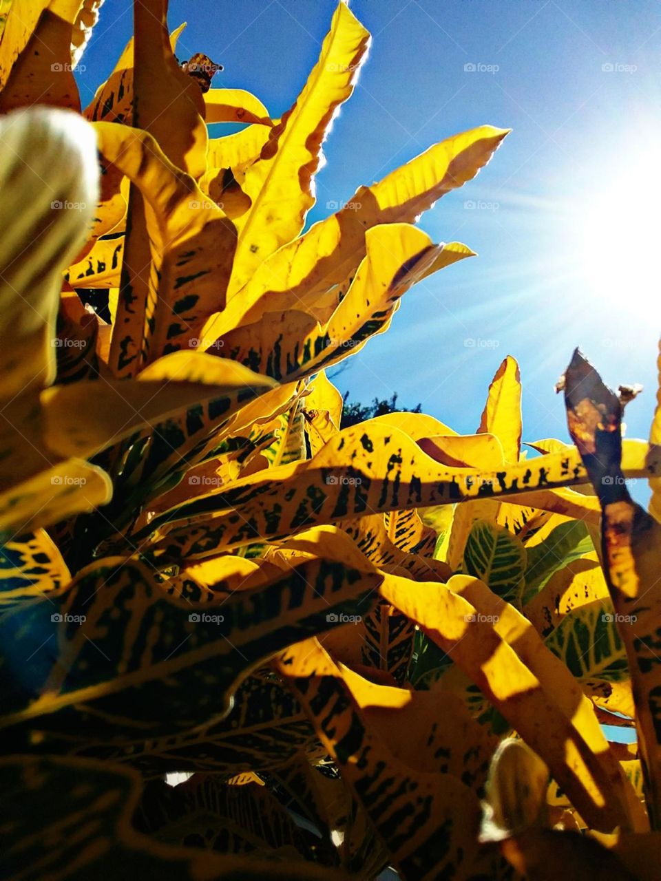 Amarelo e azul intensos