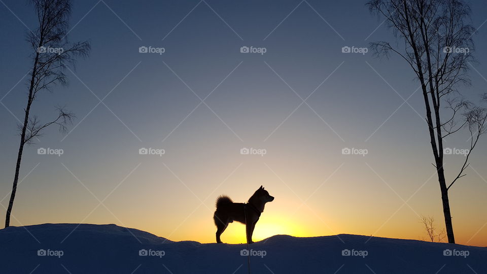 Shiba in the morning and the sunrise.