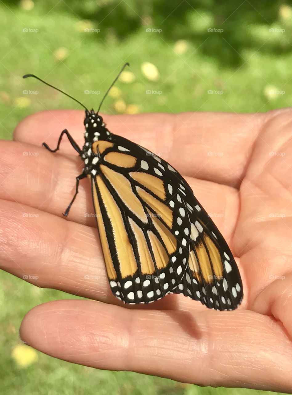 Holding a monarch butterfly that is ready to take its first flight 