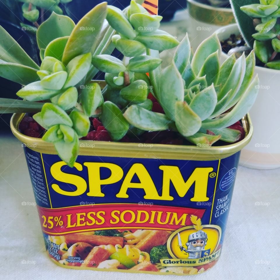 Spam Plant
