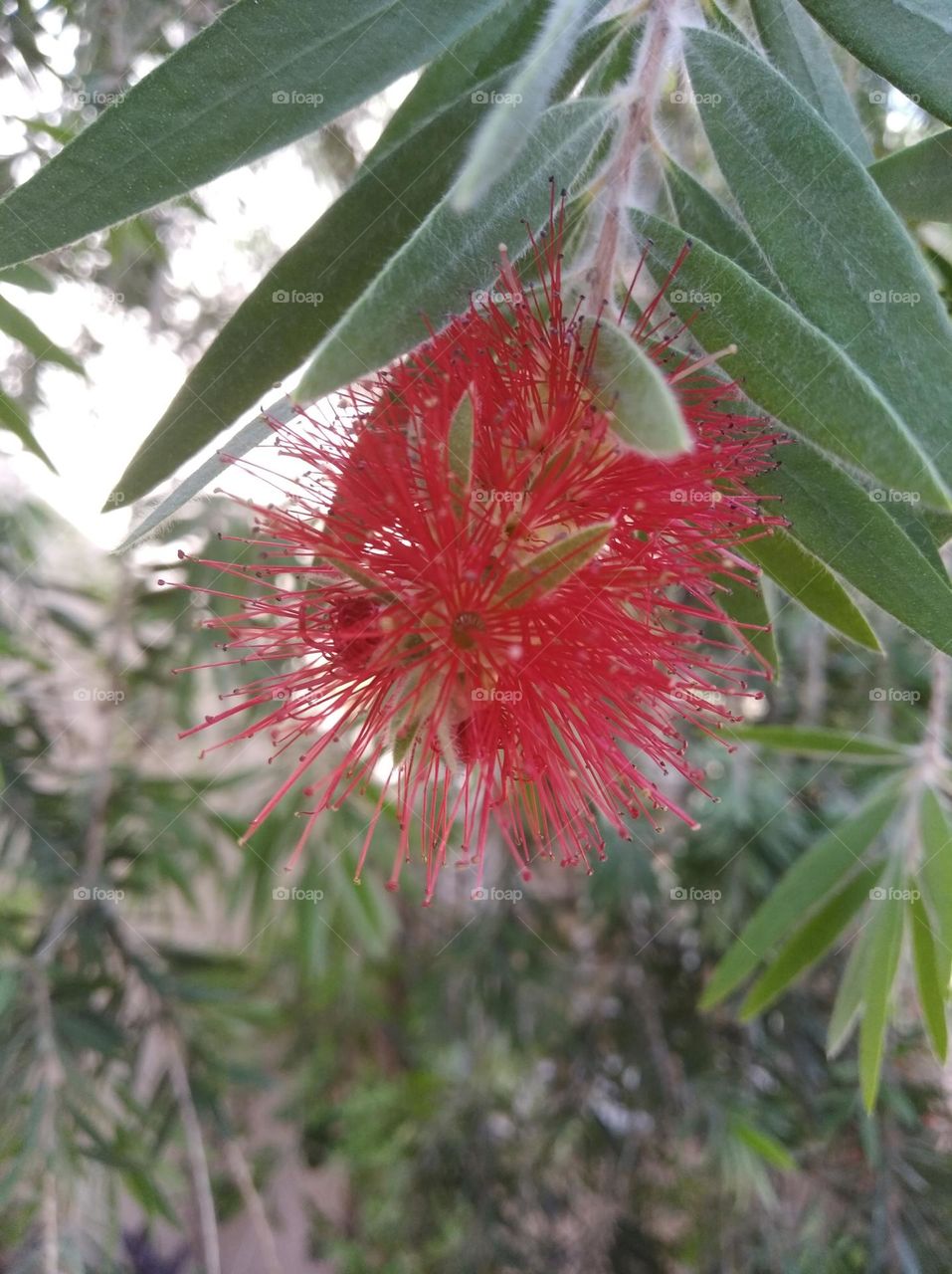 bottle brush red flower seasonal fresh looks very beautiful generally found everywhere