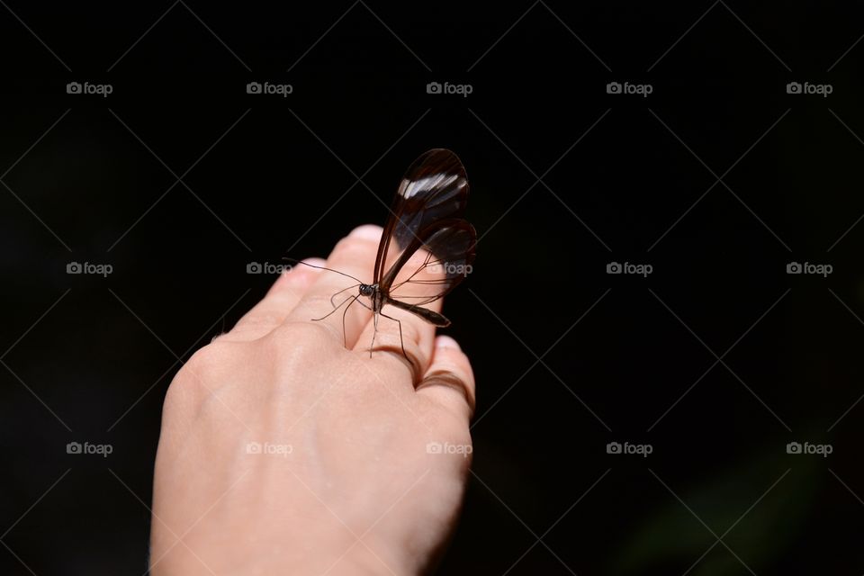 one transparent butterfly placed on one hand and black background