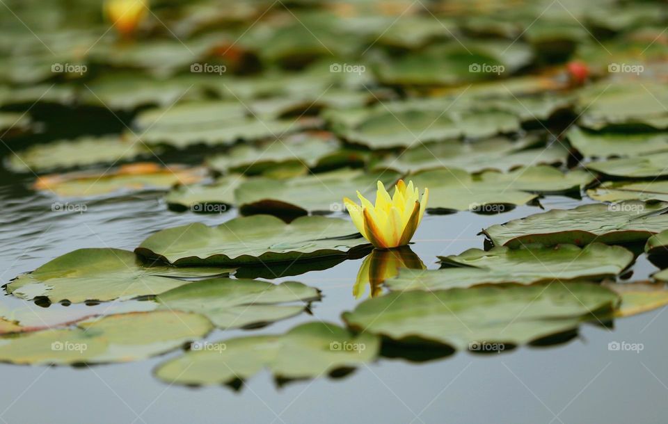 pretty yellow lotus flower